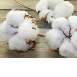 关于棉花被上螨虫细菌增长-这些您知道吗？[寝夜思家纺]